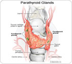 Parathyroid Glands