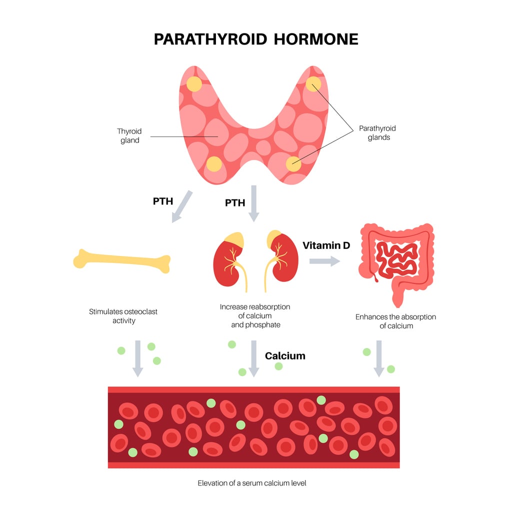 Parathyroid hormone diagram Parathyroid hormone diagram