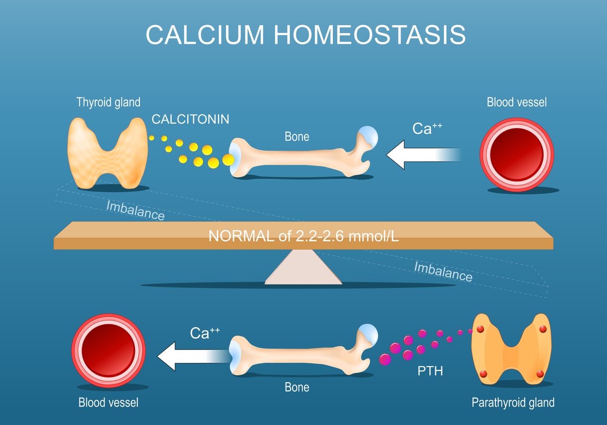 Calcium Homeostasis - Diagram showing how the thyroid and parathyroid interact with calcium Calcium Homeostasis - Diagram showing how the thyroid and parathyroid interact with calcium