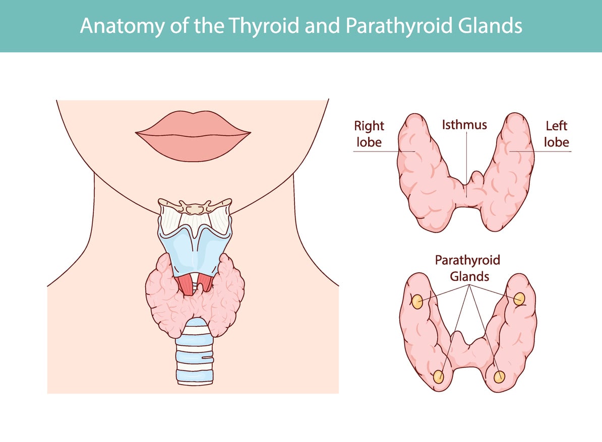 Anatomy of the Thyroid and Parathyroid Glands Anatomy of the Thyroid and Parathyroid Glands