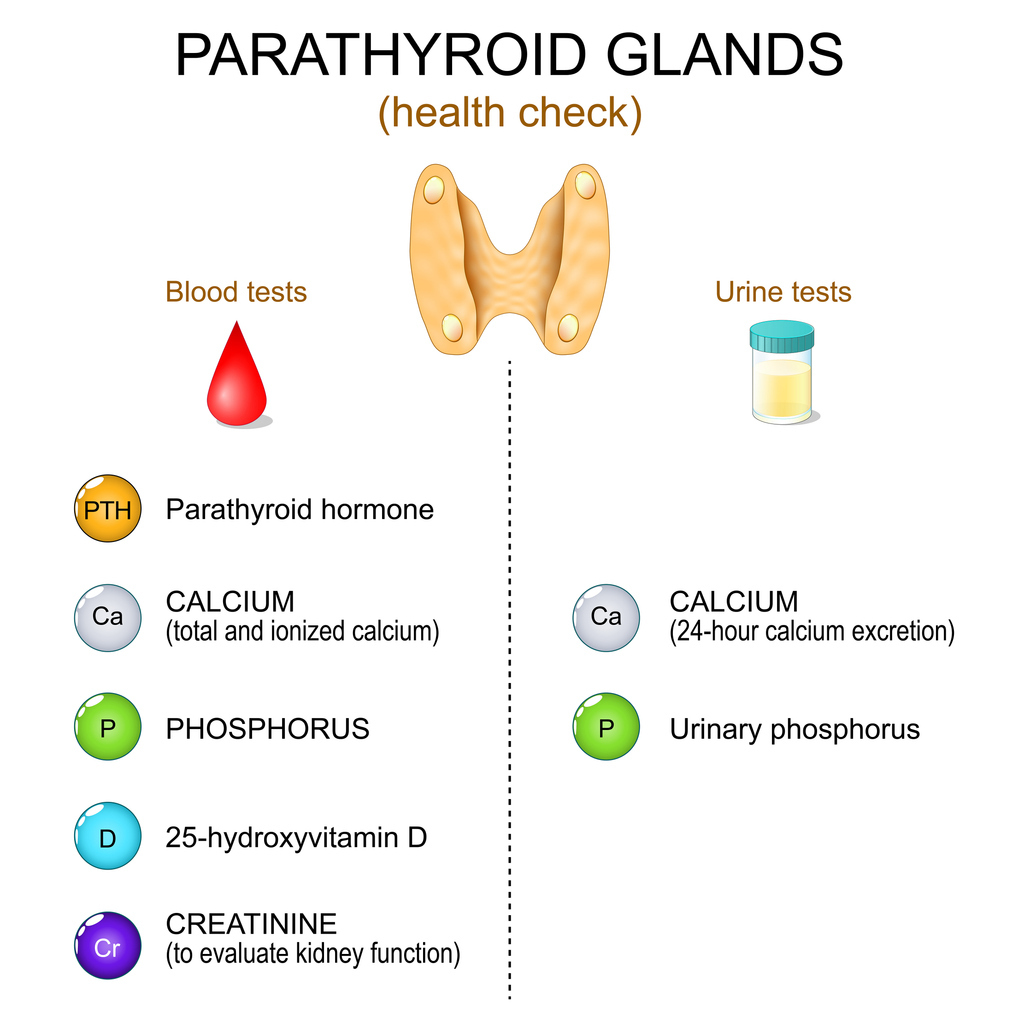 Parathyroid glands health check, blood testing for parathyroid hormone, calcium, phosphorus, vitamin D, and creatinine, and urine tests for calcium and urinary phosphorus Parathyroid glands health check, blood testing for parathyroid hormone, calcium, phosphorus, vitamin D, and creatinine, and urine tests for calcium and urinary phosphorus